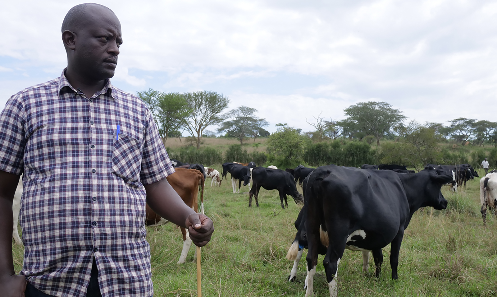 dairy farming business plan in uganda